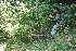  ( - BioBot10198)  @11 [ ] CreativeCommons - Attribution Non-Commercial Share-Alike (2011) Daniel H. Janzen Guanacaste Dry Forest Conservation Fund