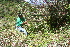  ( - BioBot10203)  @11 [ ] CreativeCommons - Attribution Non-Commercial Share-Alike (2011) Daniel H. Janzen Guanacaste Dry Forest Conservation Fund