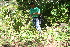  ( - BioBot10204)  @11 [ ] CreativeCommons - Attribution Non-Commercial Share-Alike (2011) Daniel H. Janzen Guanacaste Dry Forest Conservation Fund