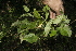  ( - BioBot10204)  @11 [ ] CreativeCommons - Attribution Non-Commercial Share-Alike (2011) Daniel H. Janzen Guanacaste Dry Forest Conservation Fund