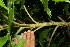  ( - BioBot10209)  @11 [ ] CreativeCommons - Attribution Non-Commercial Share-Alike (2011) Daniel H. Janzen Guanacaste Dry Forest Conservation Fund