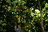  ( - BioBot10210)  @11 [ ] CreativeCommons - Attribution Non-Commercial Share-Alike (2011) Daniel H. Janzen Guanacaste Dry Forest Conservation Fund