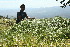  ( - BioBot10219)  @11 [ ] CreativeCommons - Attribution Non-Commercial Share-Alike (2011) Daniel H. Janzen Guanacaste Dry Forest Conservation Fund