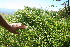  ( - BioBot10219)  @11 [ ] CreativeCommons - Attribution Non-Commercial Share-Alike (2011) Daniel H. Janzen Guanacaste Dry Forest Conservation Fund