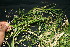  ( - BioBot10219)  @11 [ ] CreativeCommons - Attribution Non-Commercial Share-Alike (2011) Daniel H. Janzen Guanacaste Dry Forest Conservation Fund