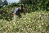  ( - BioBot10220)  @11 [ ] CreativeCommons - Attribution Non-Commercial Share-Alike (2011) Daniel H. Janzen Guanacaste Dry Forest Conservation Fund