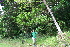  ( - BioBot10226)  @11 [ ] CreativeCommons - Attribution Non-Commercial Share-Alike (2011) Daniel H. Janzen Guanacaste Dry Forest Conservation Fund