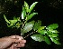  ( - BioBot10236)  @11 [ ] CreativeCommons - Attribution Non-Commercial Share-Alike (2011) Daniel H. Janzen Guanacaste Dry Forest Conservation Fund