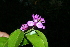  ( - BioBot10241)  @11 [ ] CreativeCommons - Attribution Non-Commercial Share-Alike (2011) Daniel H. Janzen Guanacaste Dry Forest Conservation Fund