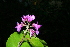  (Securidaca micheliana - BioBot10241)  @11 [ ] CreativeCommons - Attribution Non-Commercial Share-Alike (2011) Daniel H. Janzen Guanacaste Dry Forest Conservation Fund