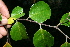  ( - BioBot10241)  @11 [ ] CreativeCommons - Attribution Non-Commercial Share-Alike (2011) Daniel H. Janzen Guanacaste Dry Forest Conservation Fund
