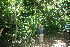  ( - BioBot10258)  @11 [ ] CreativeCommons - Attribution Non-Commercial Share-Alike (2011) Daniel H. Janzen Guanacaste Dry Forest Conservation Fund