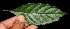  ( - BioBot10258)  @11 [ ] CreativeCommons - Attribution Non-Commercial Share-Alike (2011) Daniel H. Janzen Guanacaste Dry Forest Conservation Fund