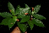  ( - BioBot10259)  @11 [ ] CreativeCommons - Attribution Non-Commercial Share-Alike (2011) Daniel H. Janzen Guanacaste Dry Forest Conservation Fund
