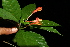  ( - BioBot10259)  @11 [ ] CreativeCommons - Attribution Non-Commercial Share-Alike (2011) Daniel H. Janzen Guanacaste Dry Forest Conservation Fund