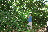  ( - BioBot10260)  @11 [ ] CreativeCommons - Attribution Non-Commercial Share-Alike (2011) Daniel H. Janzen Guanacaste Dry Forest Conservation Fund
