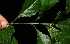  ( - BioBot10260)  @11 [ ] CreativeCommons - Attribution Non-Commercial Share-Alike (2011) Daniel H. Janzen Guanacaste Dry Forest Conservation Fund