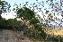  ( - BioBot10269)  @11 [ ] CreativeCommons - Attribution Non-Commercial Share-Alike (2011) Daniel H. Janzen Guanacaste Dry Forest Conservation Fund