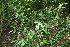  ( - BioBot10285)  @11 [ ] CreativeCommons - Attribution Non-Commercial Share-Alike (2011) Daniel H. Janzen Guanacaste Dry Forest Conservation Fund