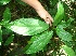  (Urera elata - BioBot10285)  @11 [ ] CreativeCommons - Attribution Non-Commercial Share-Alike (2011) Daniel H. Janzen Guanacaste Dry Forest Conservation Fund