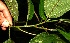  ( - BioBot10285)  @11 [ ] CreativeCommons - Attribution Non-Commercial Share-Alike (2011) Daniel H. Janzen Guanacaste Dry Forest Conservation Fund