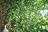  ( - BioBot10286)  @11 [ ] CreativeCommons - Attribution Non-Commercial Share-Alike (2011) Daniel H. Janzen Guanacaste Dry Forest Conservation Fund