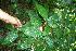  ( - BioBot10286)  @11 [ ] CreativeCommons - Attribution Non-Commercial Share-Alike (2011) Daniel H. Janzen Guanacaste Dry Forest Conservation Fund