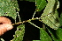  ( - BioBot10286)  @11 [ ] CreativeCommons - Attribution Non-Commercial Share-Alike (2011) Daniel H. Janzen Guanacaste Dry Forest Conservation Fund