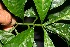  ( - BioBot10287)  @11 [ ] CreativeCommons - Attribution Non-Commercial Share-Alike (2011) Daniel H. Janzen Guanacaste Dry Forest Conservation Fund