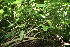  ( - BioBot10291)  @11 [ ] CreativeCommons - Attribution Non-Commercial Share-Alike (2011) Daniel H. Janzen Guanacaste Dry Forest Conservation Fund