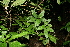  ( - BioBot10291)  @11 [ ] CreativeCommons - Attribution Non-Commercial Share-Alike (2011) Daniel H. Janzen Guanacaste Dry Forest Conservation Fund