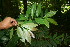  ( - BioBot10303)  @11 [ ] CreativeCommons - Attribution Non-Commercial Share-Alike (2011) Daniel H. Janzen Guanacaste Dry Forest Conservation Fund