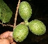  (Sapranthus viridiflorus - BioBot10329)  @11 [ ] CreativeCommons - Attribution Non-Commercial Share-Alike (2011) Daniel H. Janzen Guanacaste Dry Forest Conservation Fund