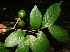  ( - BioBot10336)  @11 [ ] CreativeCommons - Attribution Non-Commercial Share-Alike (2011) Daniel H. Janzen Guanacaste Dry Forest Conservation Fund