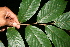  ( - BioBot10338)  @11 [ ] CreativeCommons - Attribution Non-Commercial Share-Alike (2011) Daniel H. Janzen Guanacaste Dry Forest Conservation Fund