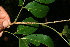  ( - BioBot10340)  @11 [ ] CreativeCommons - Attribution Non-Commercial Share-Alike (2011) Daniel H. Janzen Guanacaste Dry Forest Conservation Fund