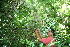  ( - BioBot10342)  @11 [ ] CreativeCommons - Attribution Non-Commercial Share-Alike (2011) Daniel H. Janzen Guanacaste Dry Forest Conservation Fund