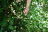  ( - BioBot10343)  @11 [ ] CreativeCommons - Attribution Non-Commercial Share-Alike (2011) Daniel H. Janzen Guanacaste Dry Forest Conservation Fund