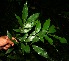  ( - BioBot10343)  @11 [ ] CreativeCommons - Attribution Non-Commercial Share-Alike (2011) Daniel H. Janzen Guanacaste Dry Forest Conservation Fund