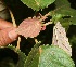  ( - BioBot10347)  @11 [ ] CreativeCommons - Attribution Non-Commercial Share-Alike (2011) Daniel H. Janzen Guanacaste Dry Forest Conservation Fund