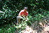  ( - BioBot10361)  @11 [ ] CreativeCommons - Attribution Non-Commercial Share-Alike (2011) Daniel H. Janzen Guanacaste Dry Forest Conservation Fund
