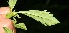  ( - BioBot10361)  @11 [ ] CreativeCommons - Attribution Non-Commercial Share-Alike (2011) Daniel H. Janzen Guanacaste Dry Forest Conservation Fund