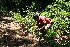  ( - BioBot10362)  @11 [ ] CreativeCommons - Attribution Non-Commercial Share-Alike (2011) Daniel H. Janzen Guanacaste Dry Forest Conservation Fund