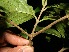  ( - BioBot10400)  @11 [ ] CreativeCommons - Attribution Non-Commercial Share-Alike (2011) Daniel H. Janzen Guanacaste Dry Forest Conservation Fund