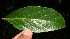  (Cordia eriostigma - BioBot10400)  @11 [ ] CreativeCommons - Attribution Non-Commercial Share-Alike (2011) Daniel H. Janzen Guanacaste Dry Forest Conservation Fund