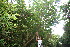  ( - BioBot10434)  @11 [ ] CreativeCommons - Attribution Non-Commercial Share-Alike (2011) Daniel H. Janzen Guanacaste Dry Forest Conservation Fund
