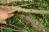  ( - BioBot10434)  @11 [ ] CreativeCommons - Attribution Non-Commercial Share-Alike (2011) Daniel H. Janzen Guanacaste Dry Forest Conservation Fund