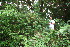  ( - BioBot10437)  @11 [ ] CreativeCommons - Attribution Non-Commercial Share-Alike (2011) Daniel H. Janzen Guanacaste Dry Forest Conservation Fund