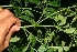  ( - BioBot10437)  @11 [ ] CreativeCommons - Attribution Non-Commercial Share-Alike (2011) Daniel H. Janzen Guanacaste Dry Forest Conservation Fund