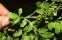  ( - BioBot10438)  @11 [ ] CreativeCommons - Attribution Non-Commercial Share-Alike (2011) Daniel H. Janzen Guanacaste Dry Forest Conservation Fund